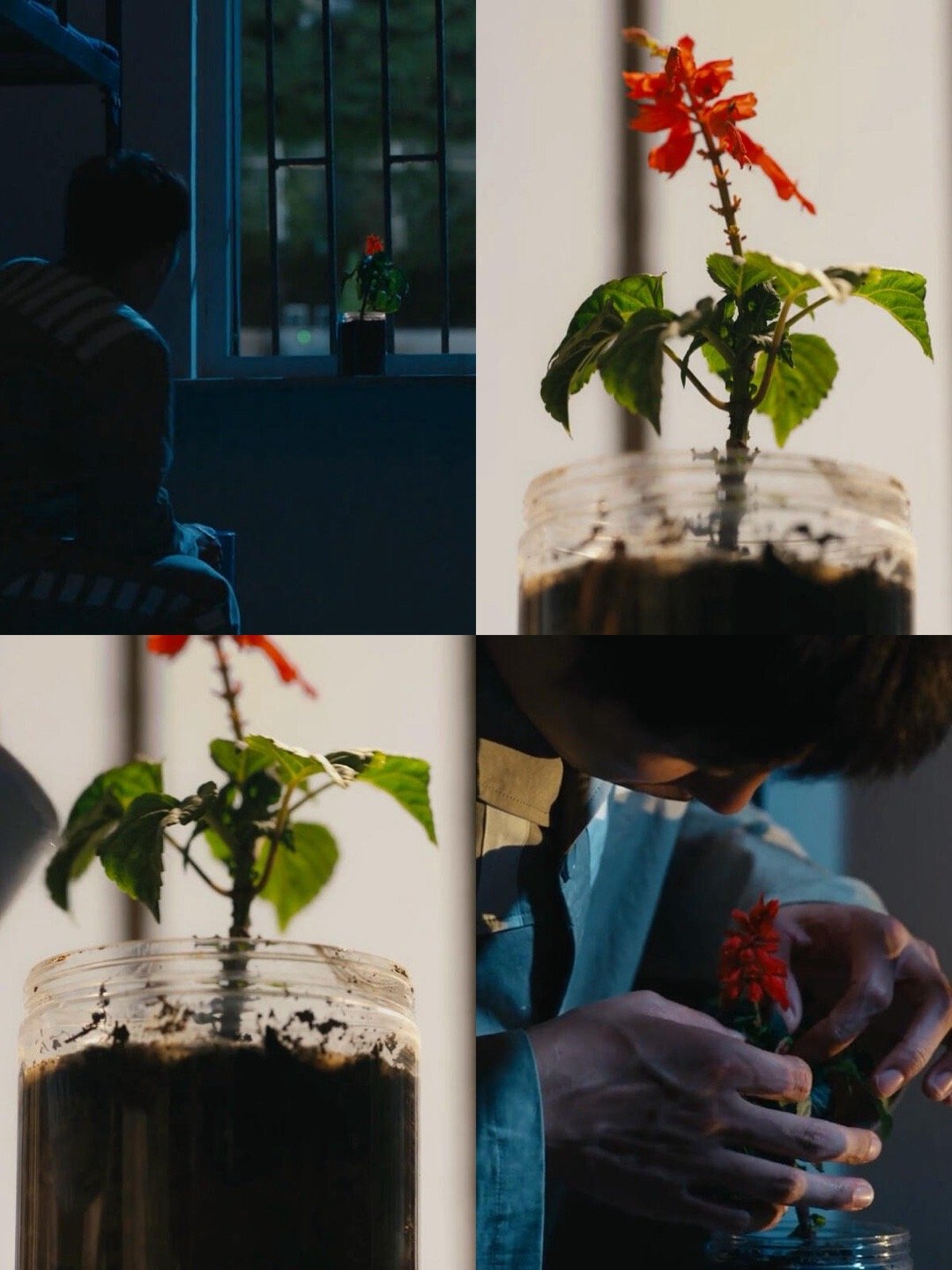 《岁月有情时》黄景瑜：生命，生命力！ 