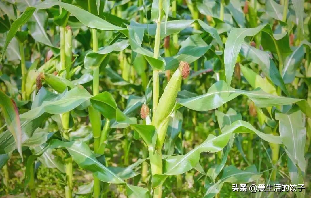 玉米是长在顶上还是腰上?
玉米长在秸秆中间，像长在“腰上”，一般结1—2个。长在