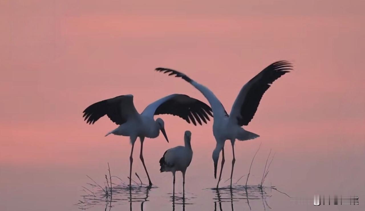 大河之洲，东营名片
（图片来自大河之洲）
