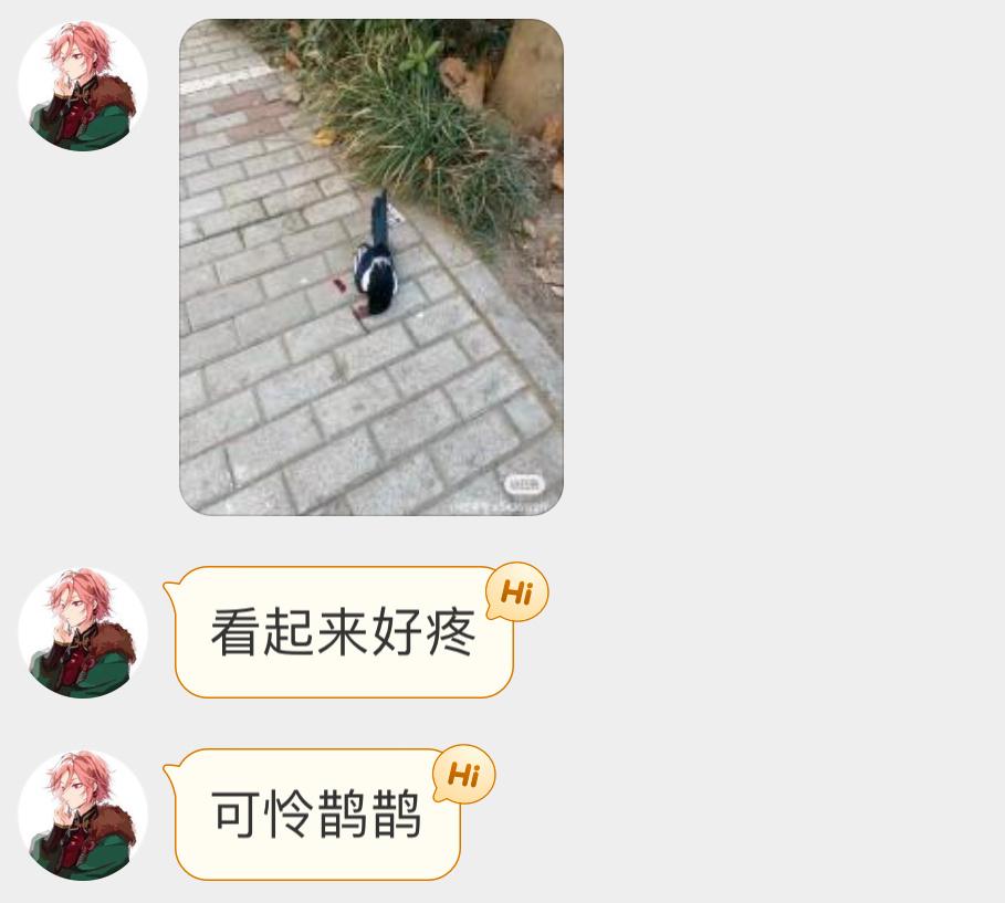 #撞玻璃的鸟# 撞玻璃的【喜鹊】嘴角充满了的鲜血鸟撞的惨烈不为人知  来世再飞 