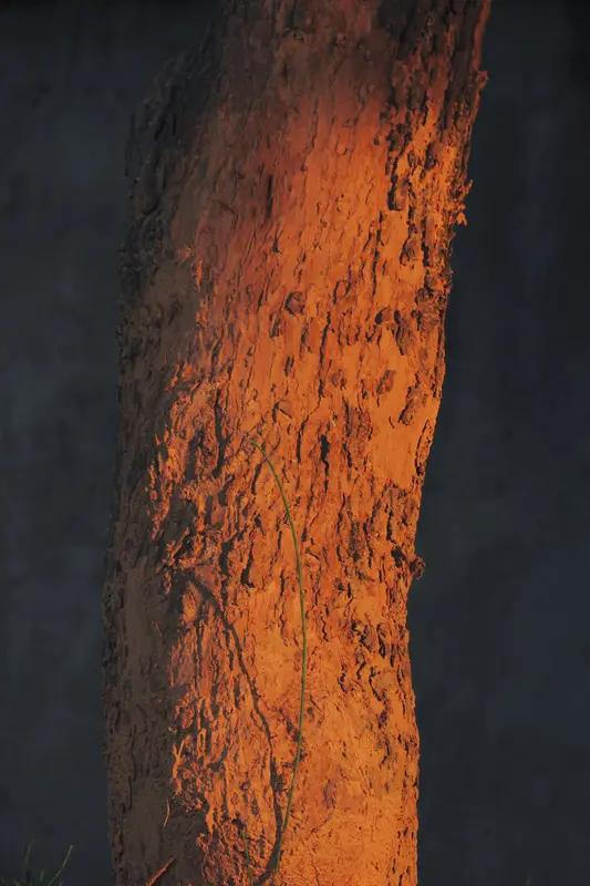 中医运用金木水火土与五脏相生相克的规律来辅助治疗，着实神奇。例如，肝属木，心属火