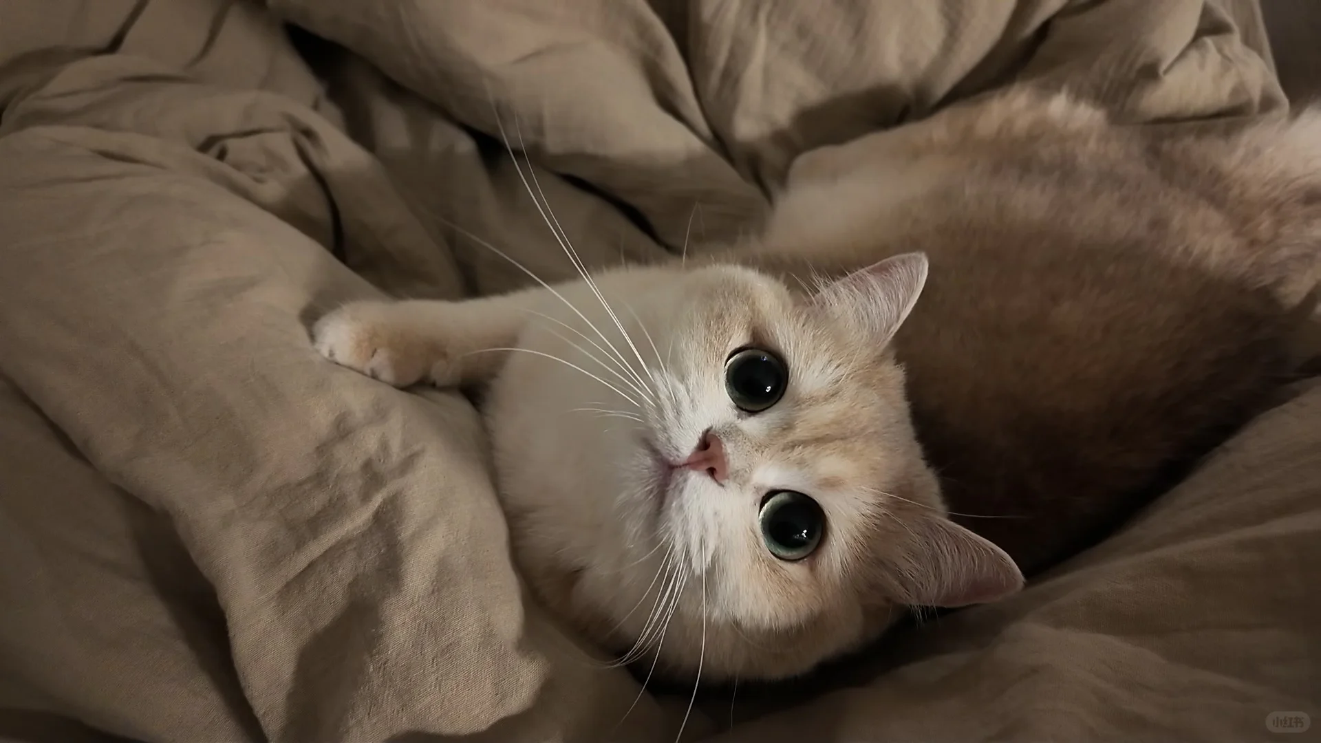 谁说这猫老啊 这猫可太嫩了！