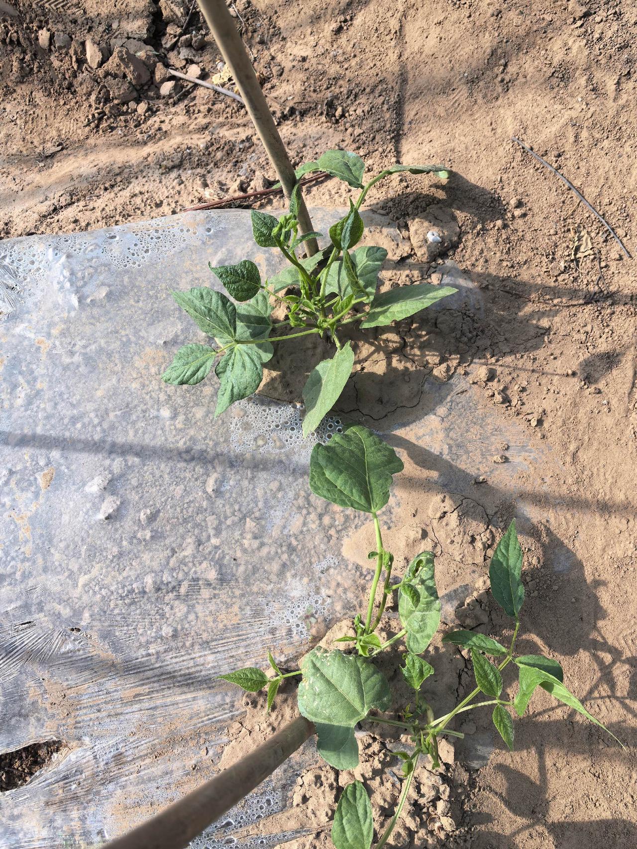 事实证明2%春雷霉素300倍在豆角上一点药害都没有