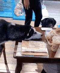 二哈是不是饿了？