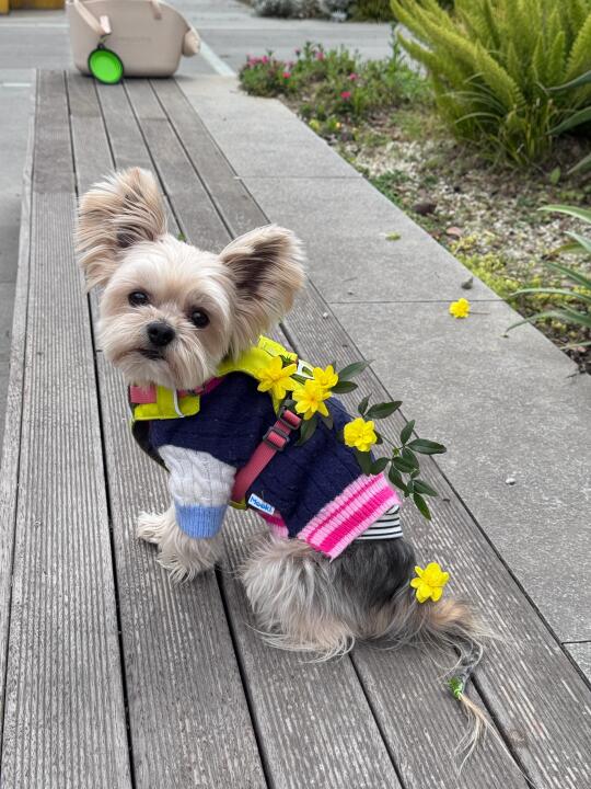 🍃🌼把春天背在身上啦～