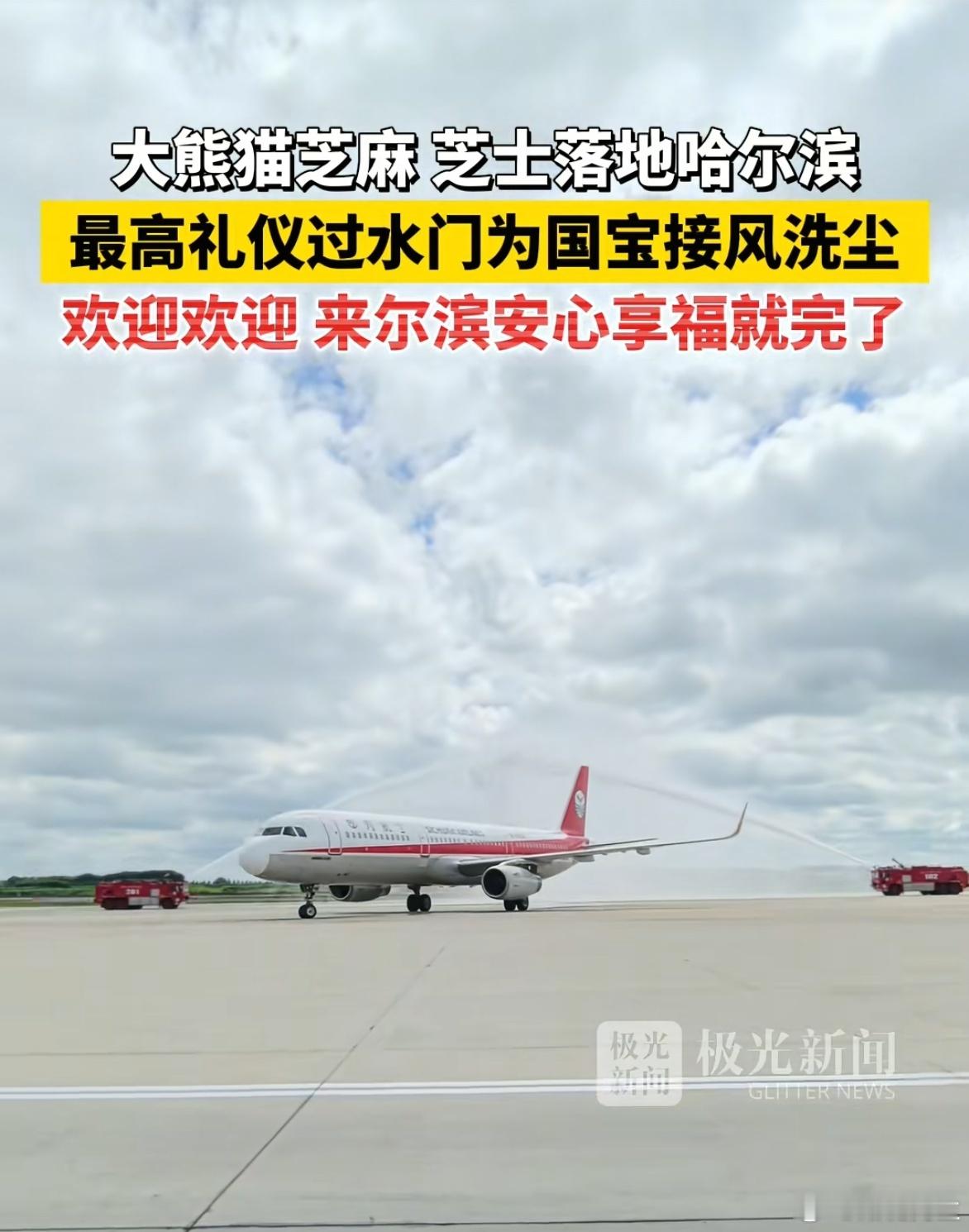 哈尔滨选的两只熊猫颜值真够高的。 ​​​