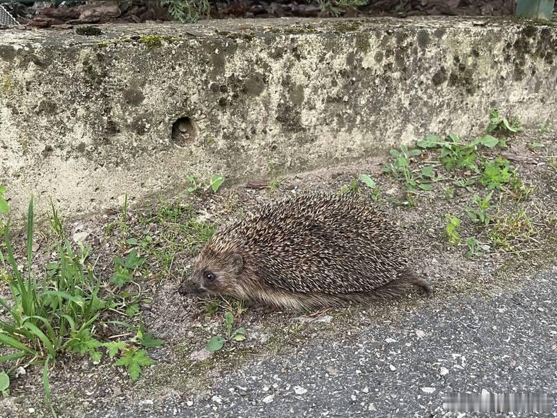 【爱沙尼亚选刺猬为2026年度动物，唤醒环境保护意识】海外新鲜事 爱沙尼亚长期通