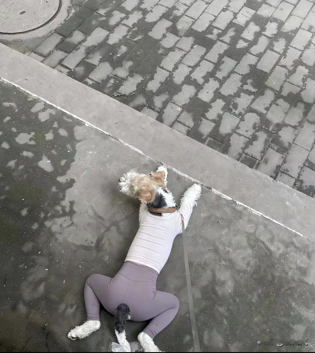 狗子:你可以模仿我的头和尾，但你模仿不来我的身材。
