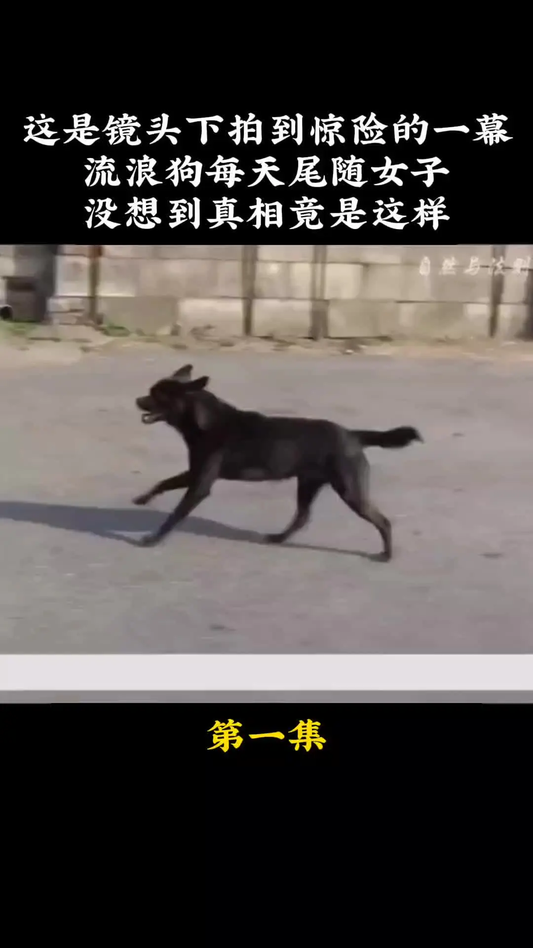 动物世界 动物的迷惑行为 我的观影报告