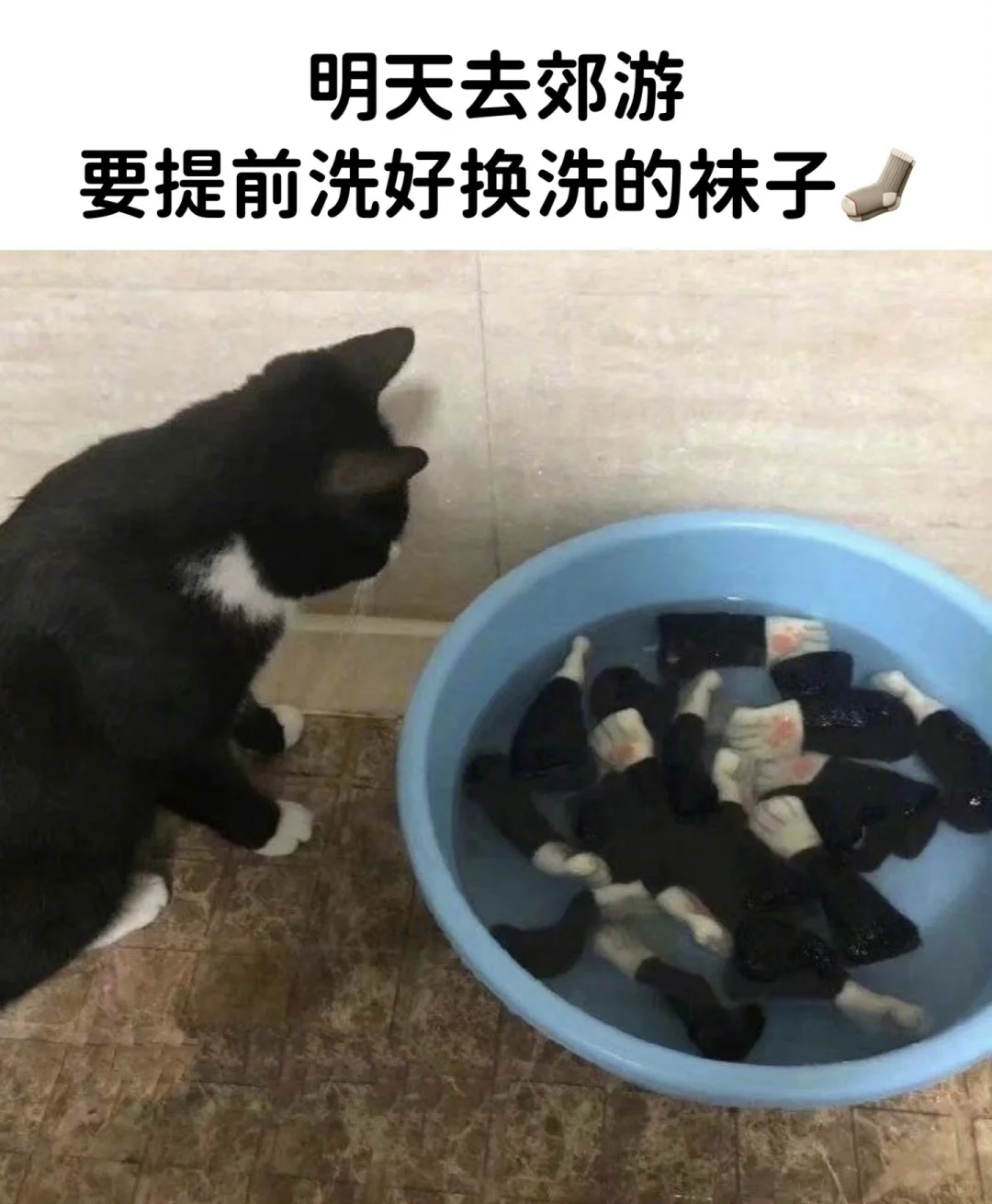 今日份的猫猫梗图