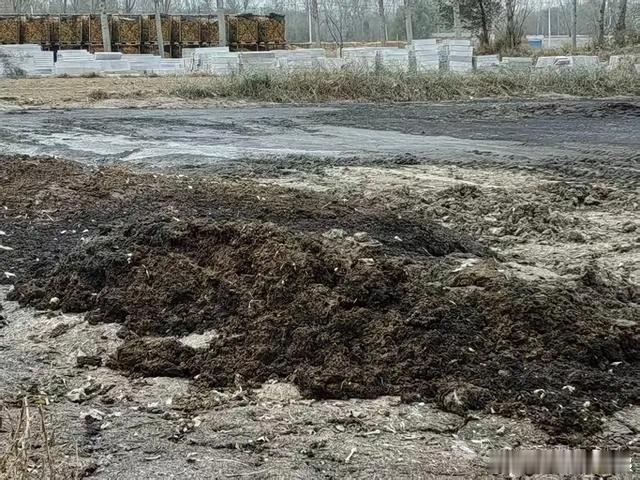 邢台市临西县吕寨镇陆村养殖场粪污未经处理直排，病死鸡随意丢弃，不做无害化处理，给