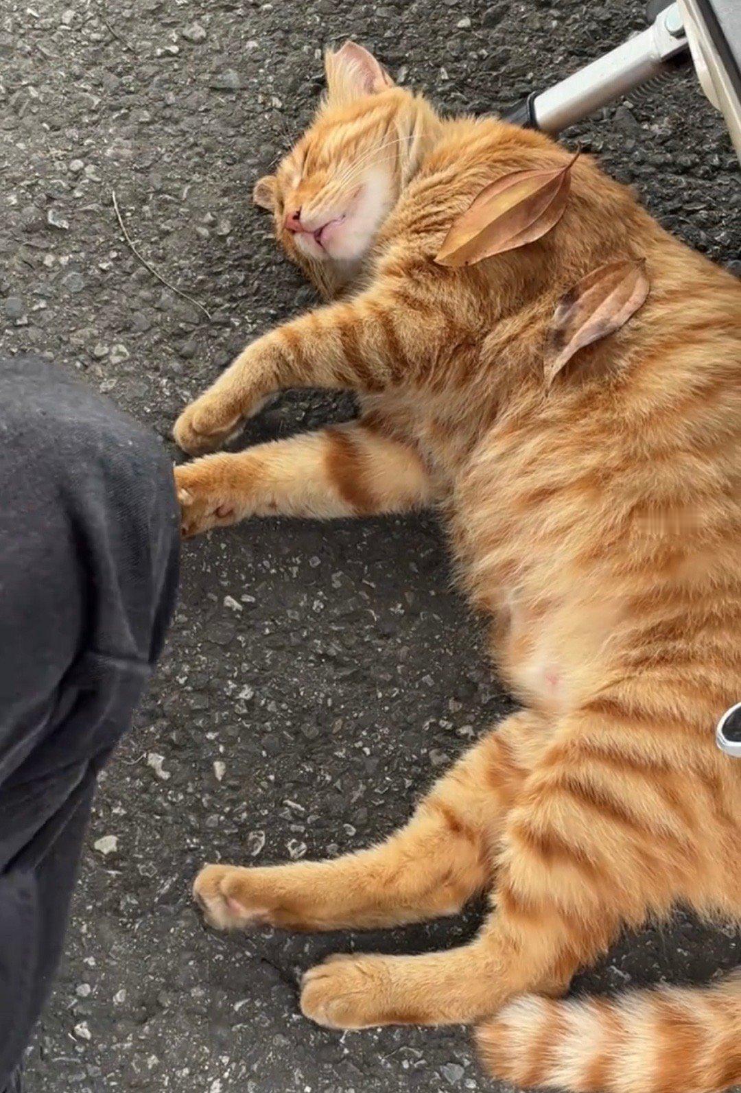 #别给猫盖树叶了快去看看车厘子吧#是猫睡的太熟了，车厘子太努力了[哈哈] ​​​