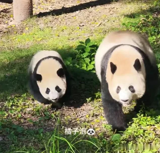 时间过得真快，小月亮明天就要满1岁了，小姑娘越来越懂事了，还知道跟在妈妈身后陪妈