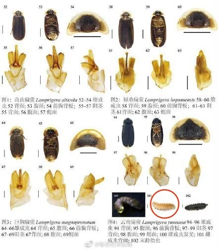 会发光的小虫，云南扁萤？