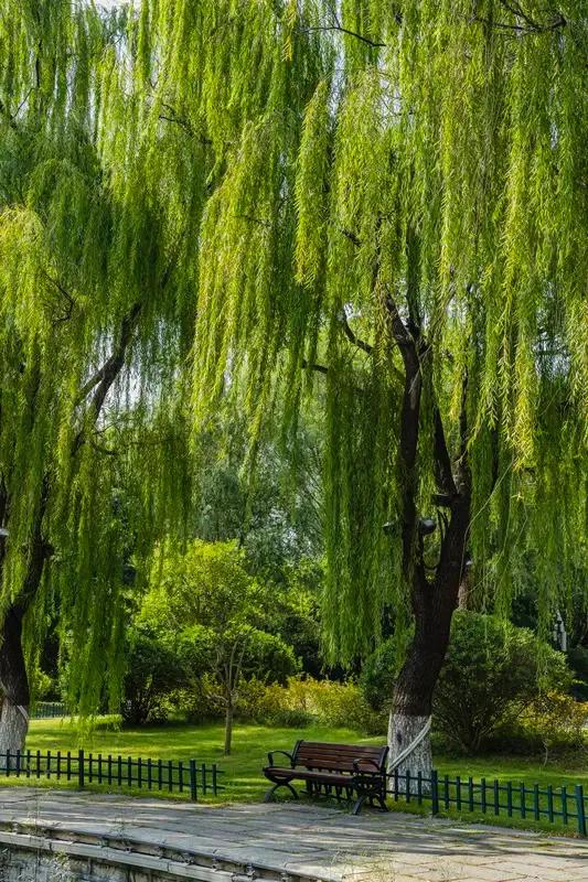 亲，晚上好；如今的食品；绿色生态、主题，健康自然，标准；为健康升级食品、山松树枝