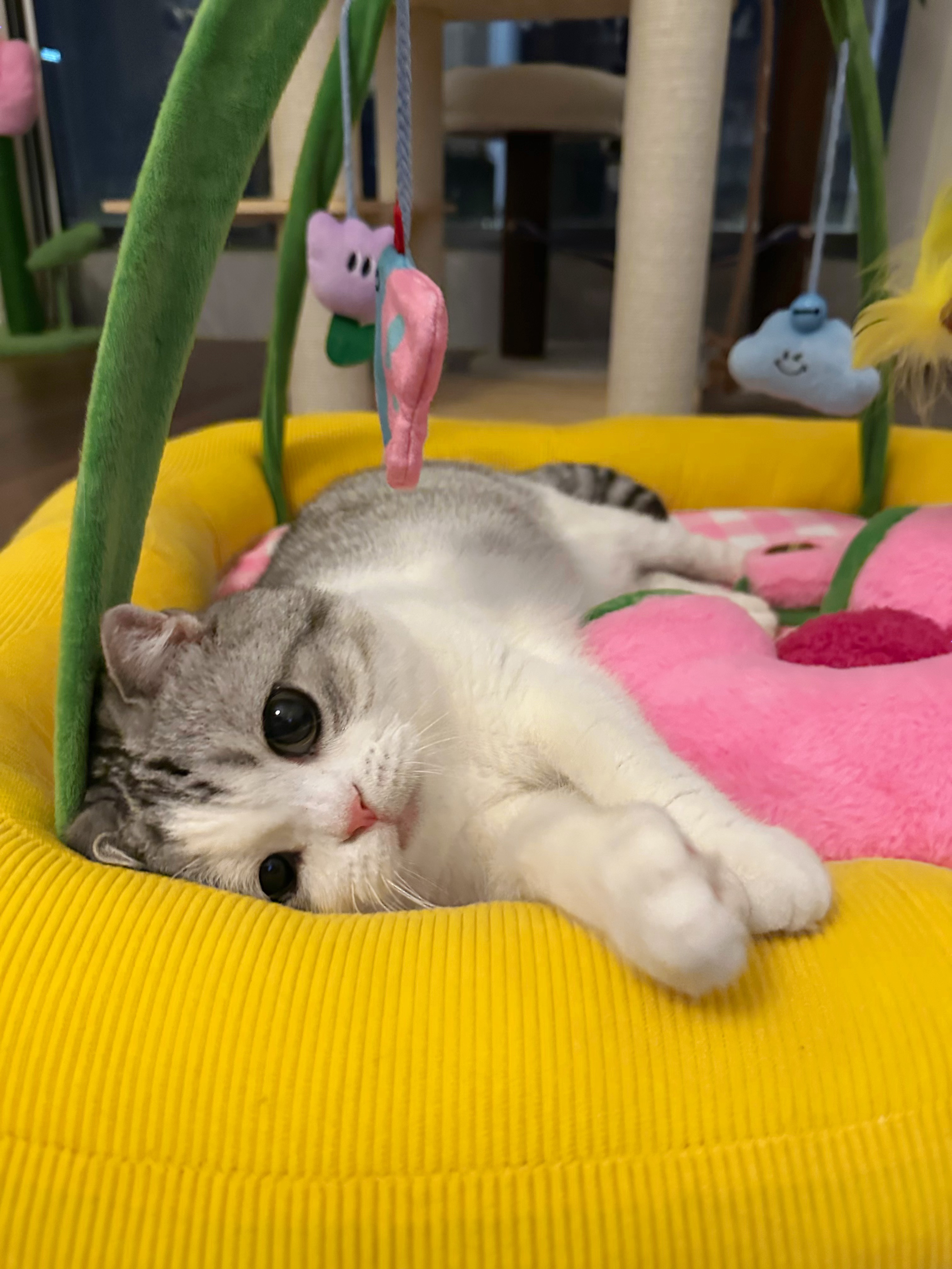云妈妈们节日快乐 小猪们爱你们[心] ​​​