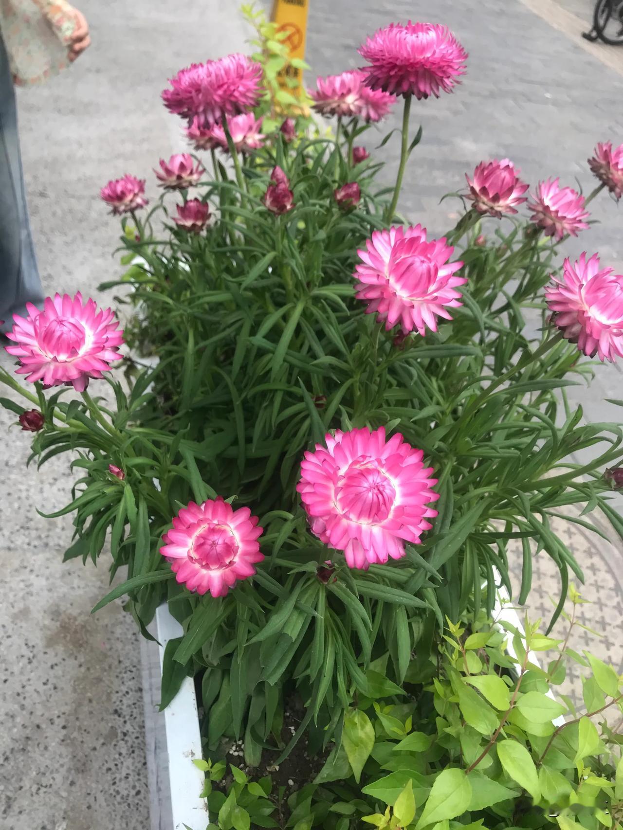 分享相册里最美的花