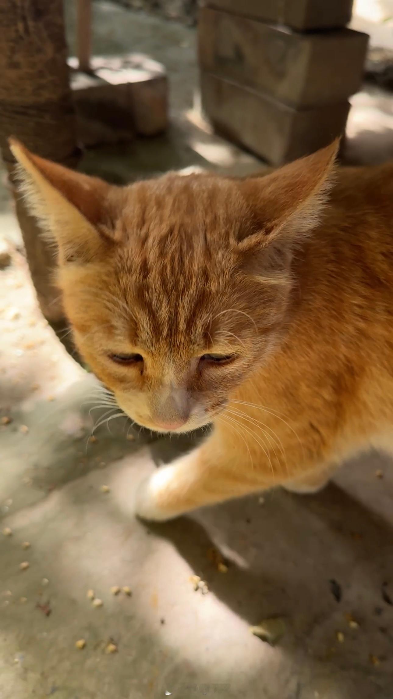 六一儿童节快乐早上好呀楼下的猫猫们也快乐没尾巴已经在等候了好难得浅色的花猫也在对