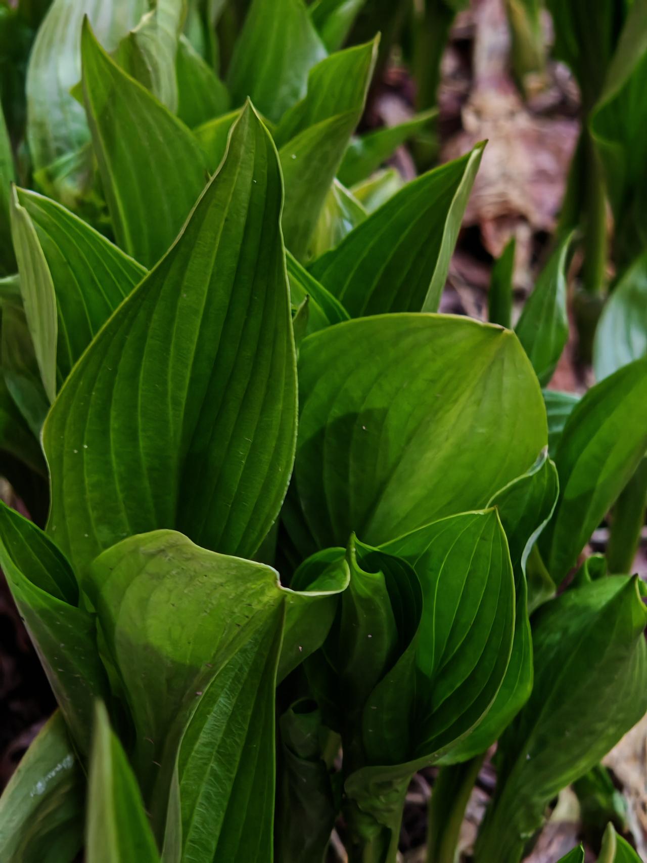 与痛风斗争的历程203
 
   今早起床，浑身关节状态都还算平稳，左膝和左肩的