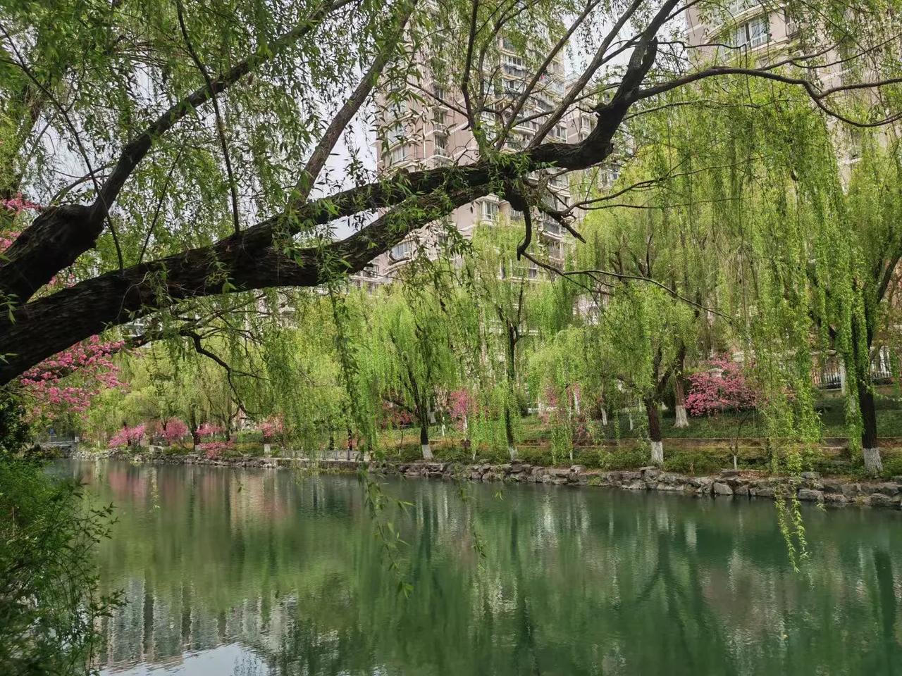 夫妻树

      一枝杨柳一枝桃，
      她披霞我垂烟，
      