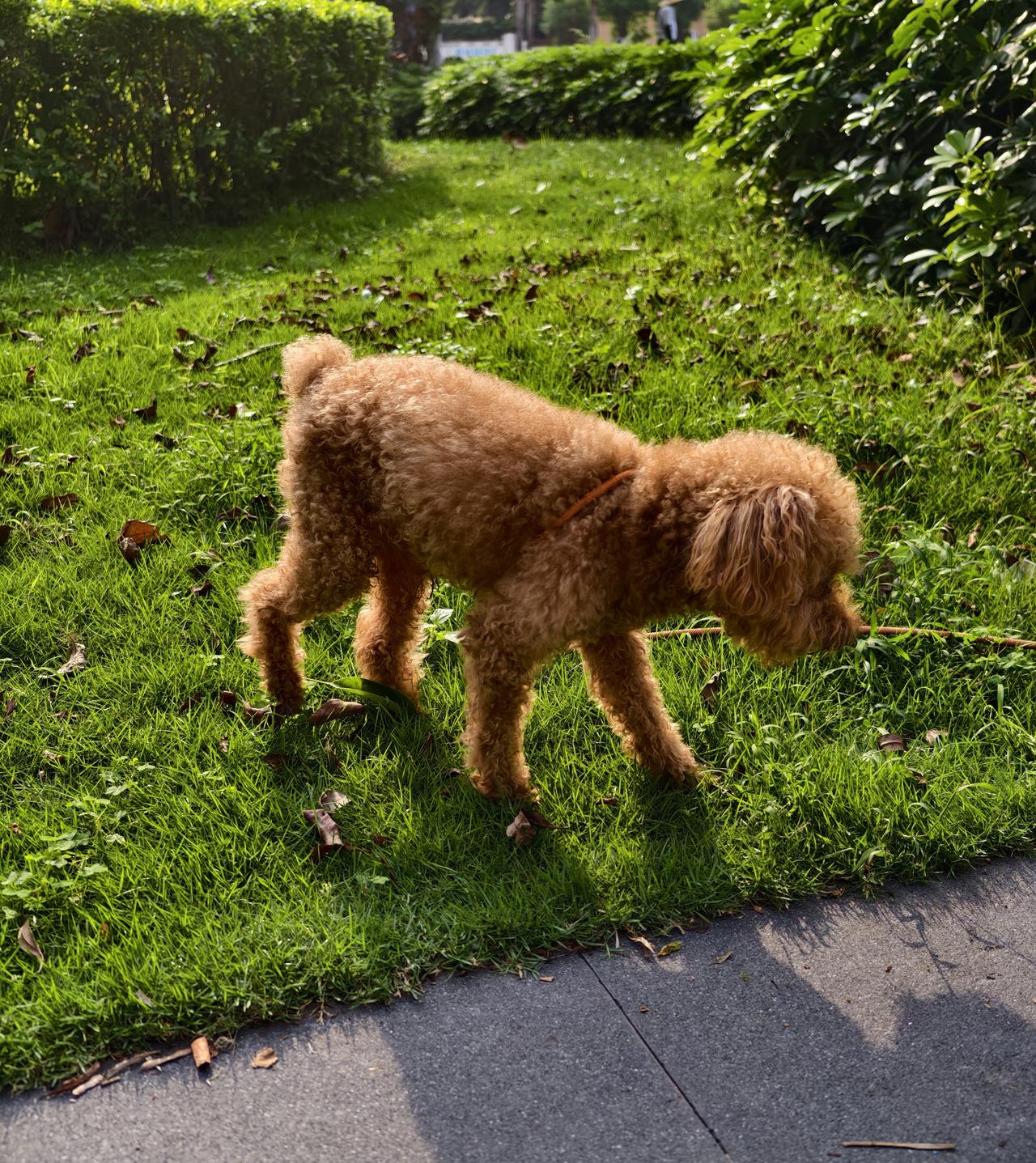 晒图笔记大赛阳光小狗