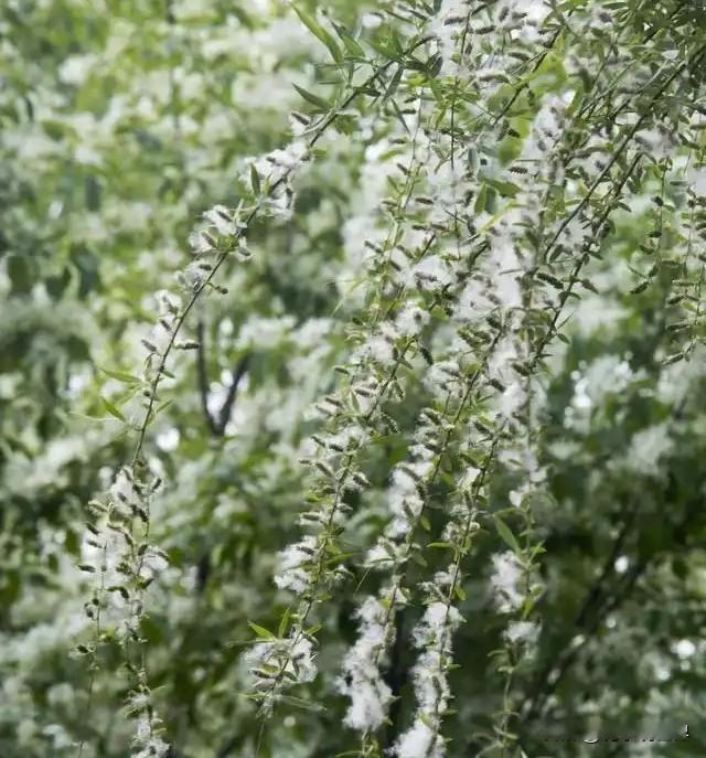 已进入柳絮飘飞的时段，预防过敏性皮炎要注意些什么？
       进入4月份以来