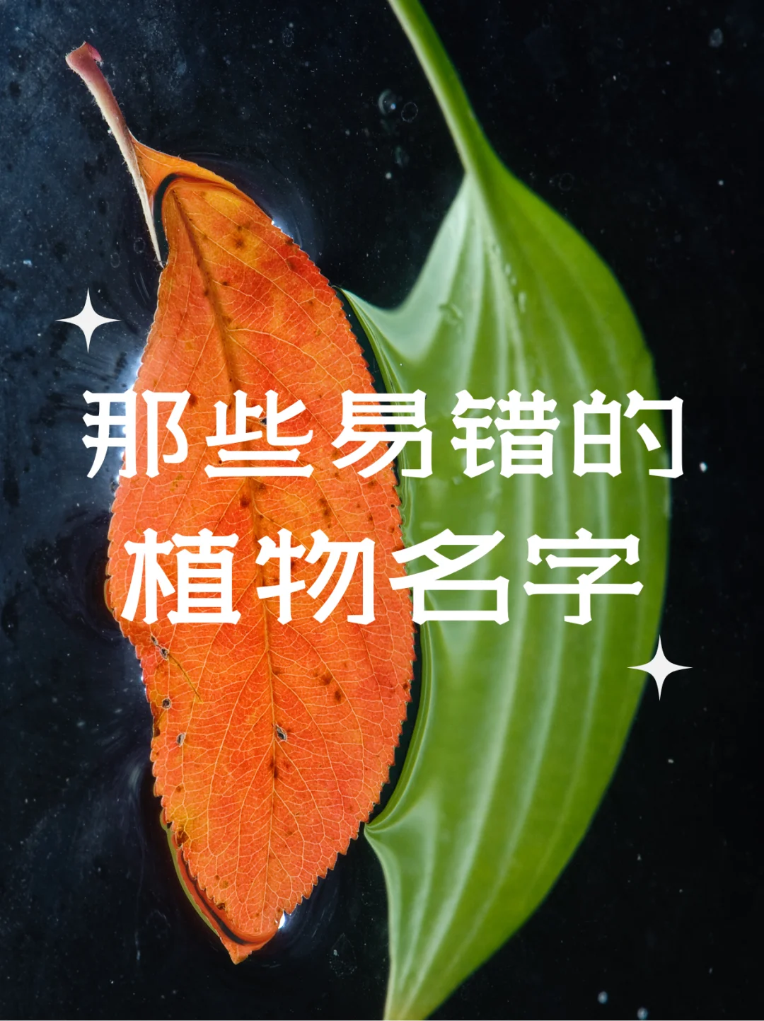 自然教育|那些易错的植物名字，你知道吗？