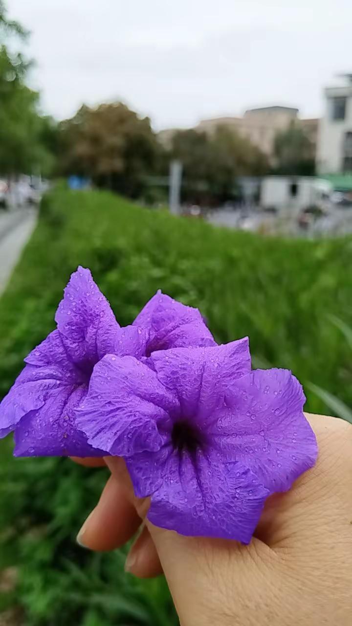雨后的早晨。玩法合伙人计划