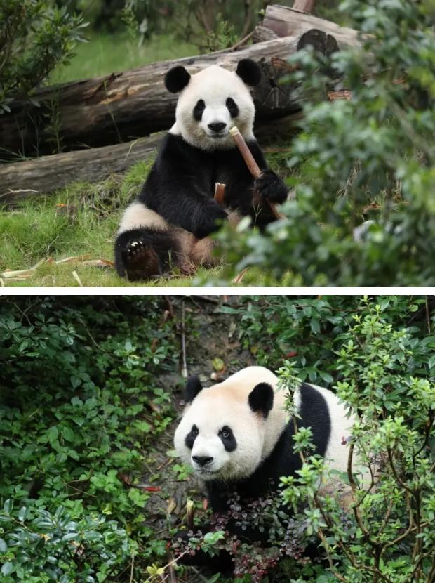 重磅！成都大熊猫平平、福双即将赴美国亚特兰大，开启10 年保护合作！

据中国野