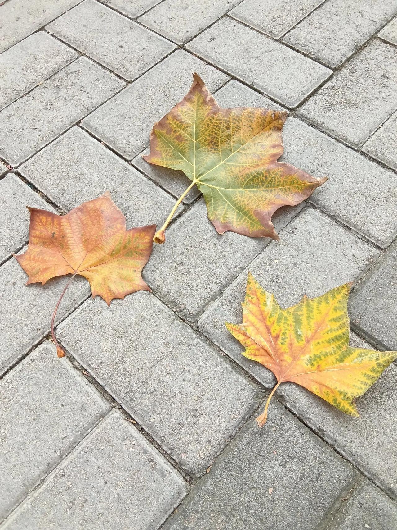 《秋风落叶》
萧瑟秋风满院庭，
翩跹落叶似蝶轻。
莫言此际无颜色，
且待春来万木