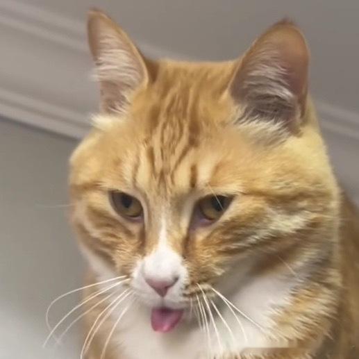 49744【丑猫】略略略 