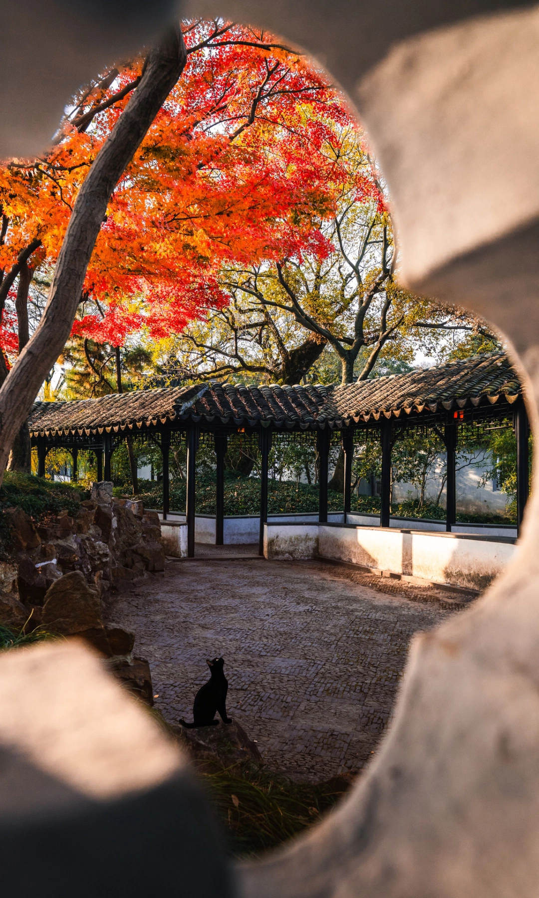 可惜你不来姑苏 不知秋天满屏金黄有多震撼！