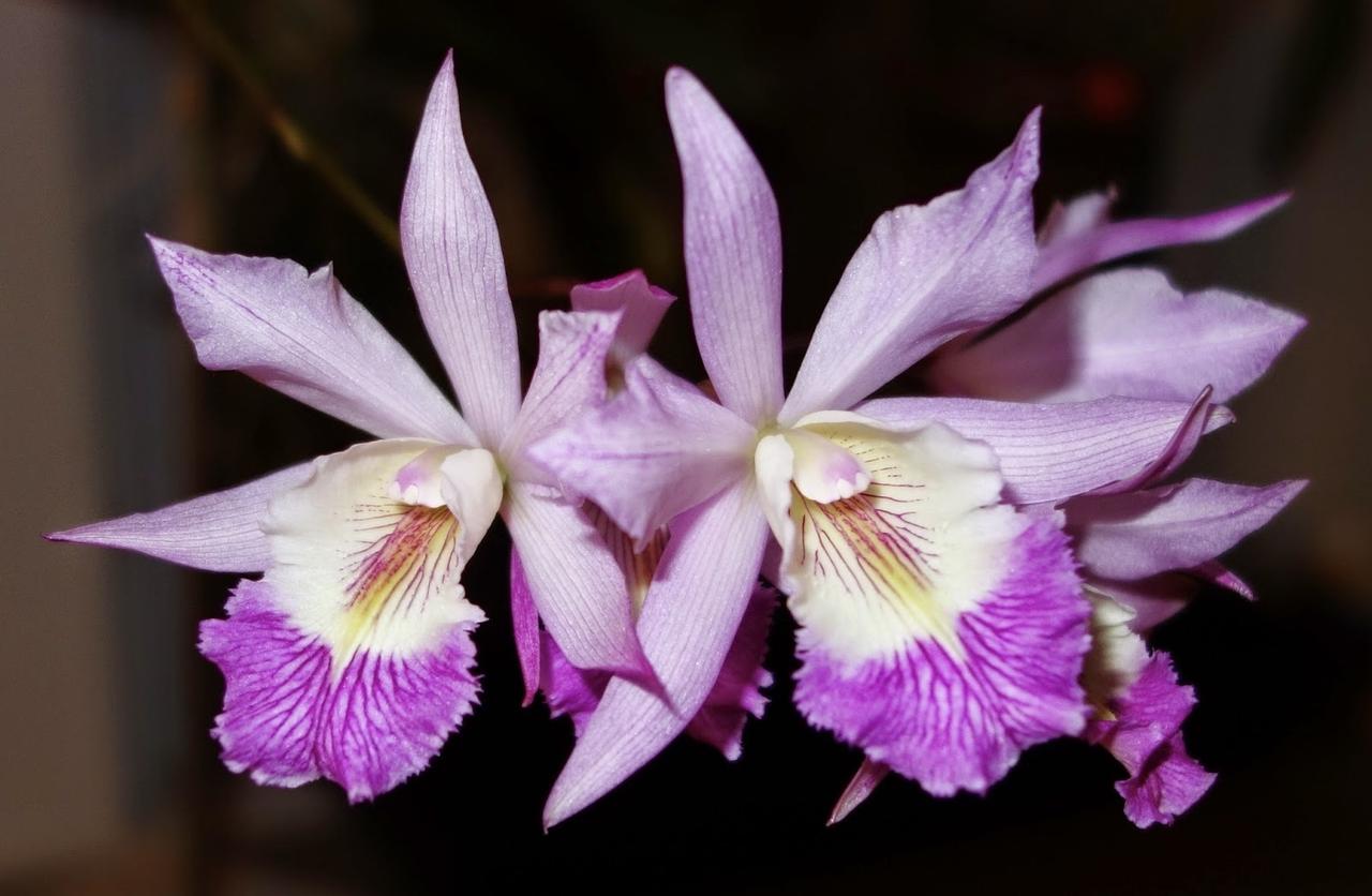 Broughtonia negrilensis × Laelia crawsha