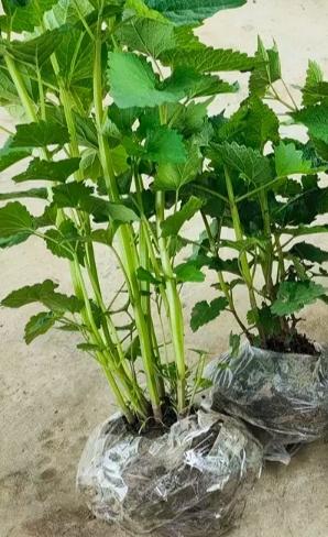 买了10棵霍香回来种，一棵都没有种活，我问妈妈这是为什么？妈妈说我种的方法错了。