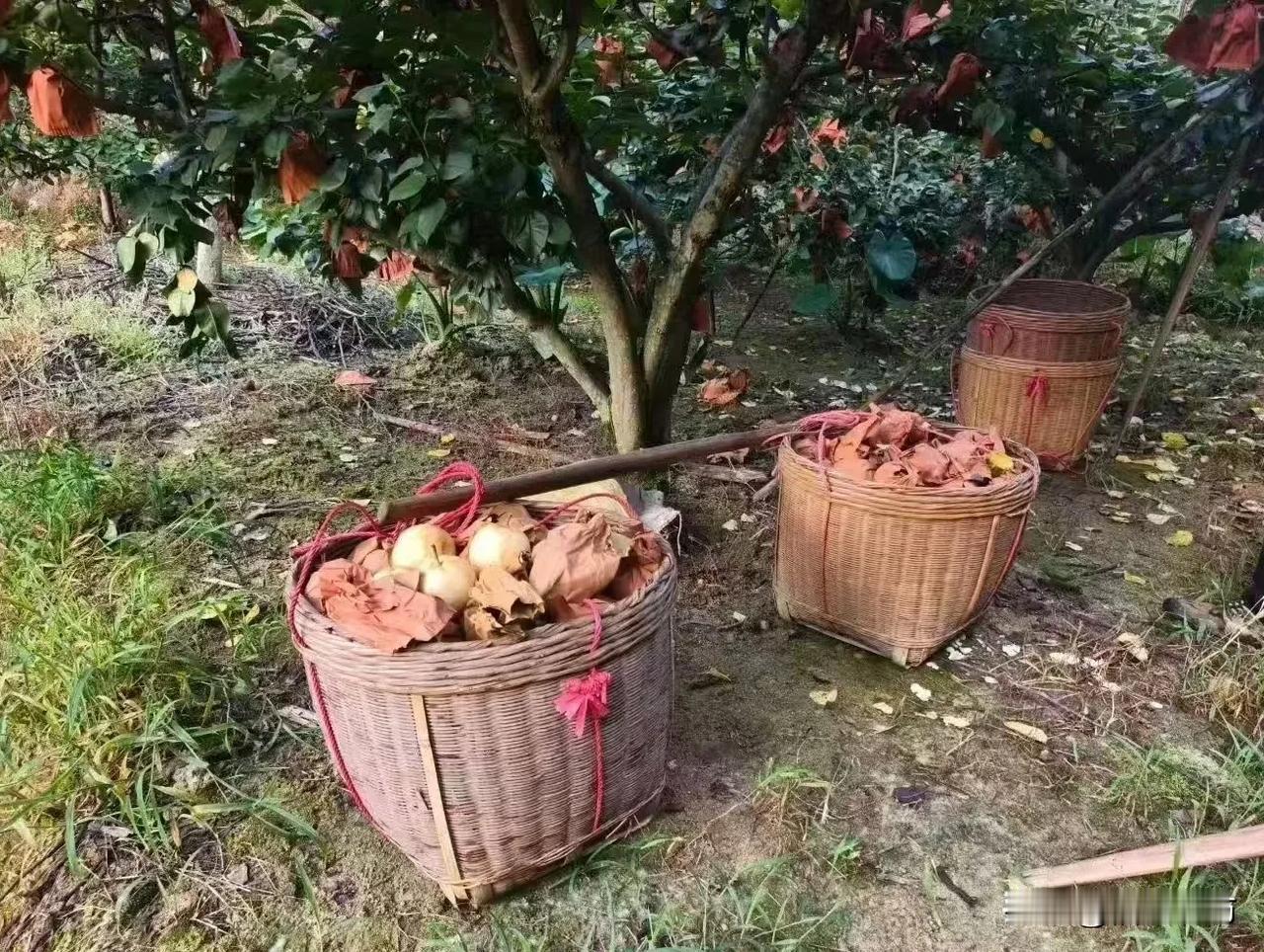 粤北连州的乡亲们又是摘水晶梨的一天。

这担水晶梨我说有80斤，
可能很多人都不