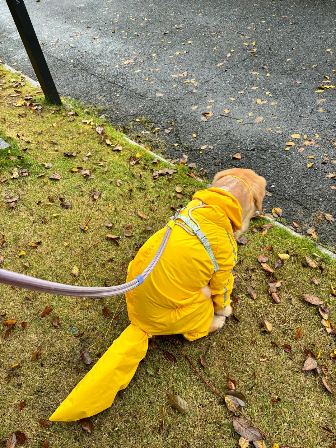 小狗其实更喜欢下雨天🌧️🦮