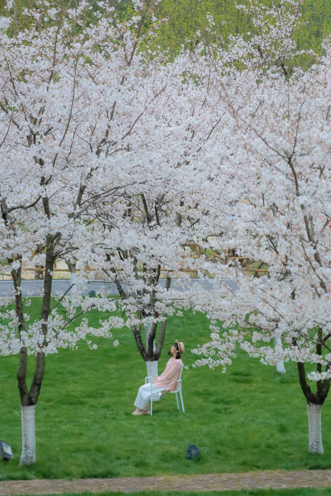别去东湖挤人了❗️武汉周边这片樱花林更绝