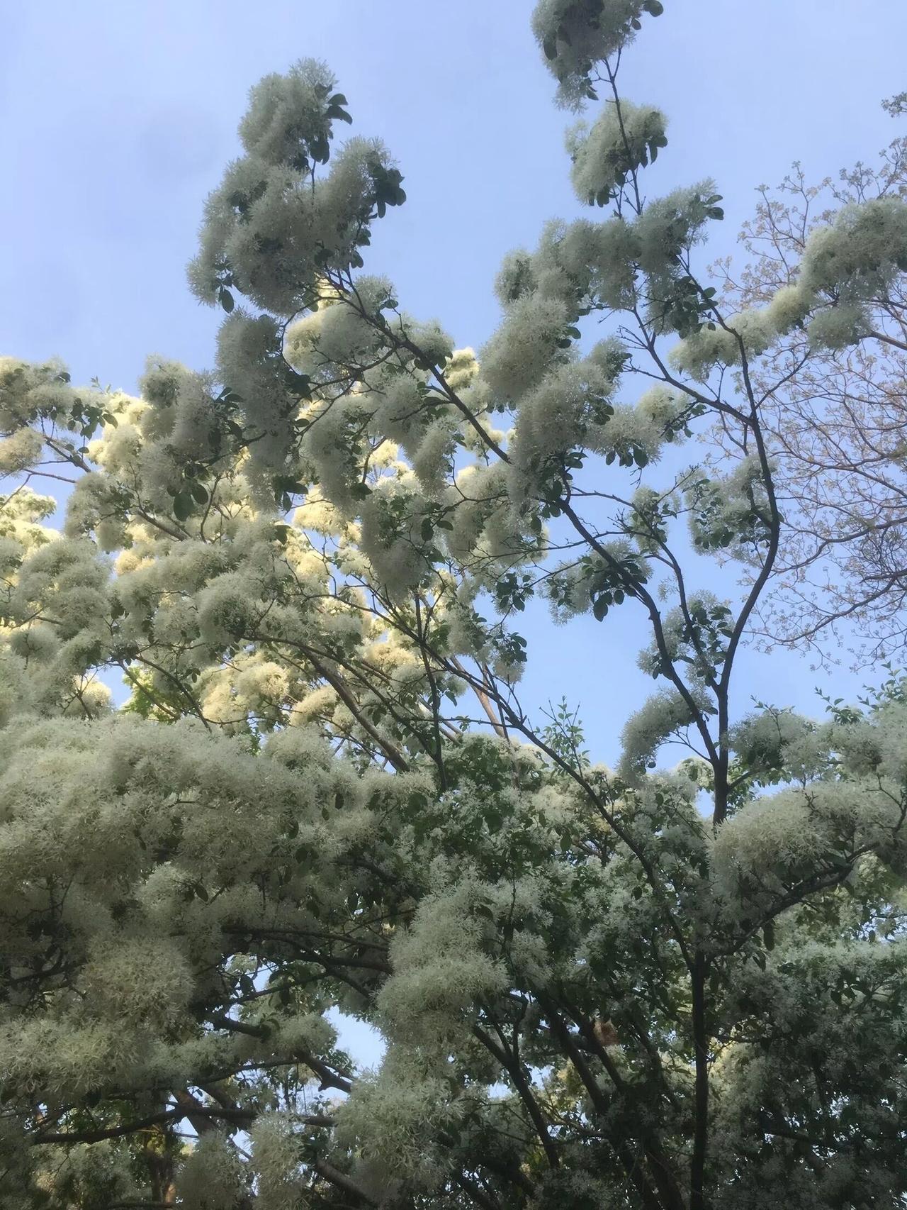 流苏丨花开胜雪，仙气飘飘

自打前年认识了流苏，每年春末夏初，总会去追逐它花开的