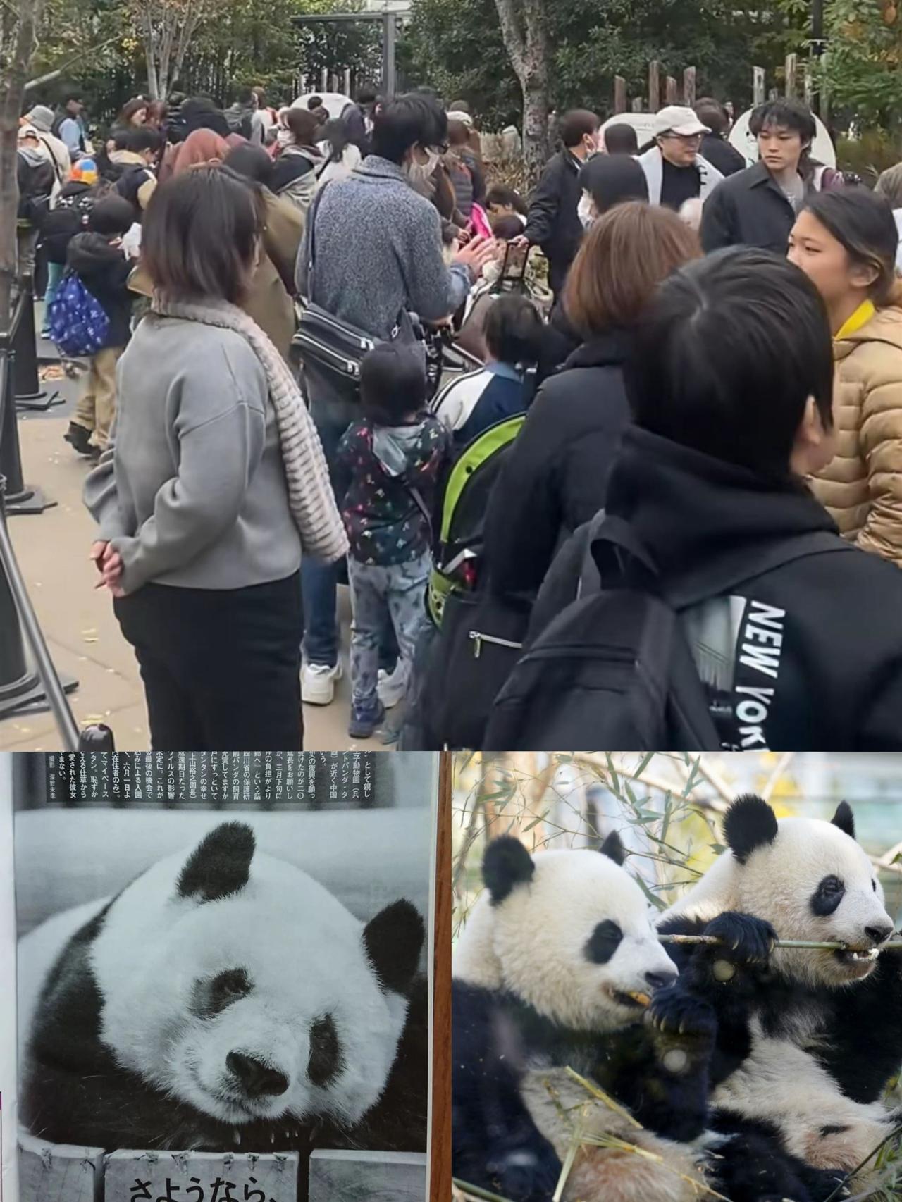 旅日大熊猫归国引万人送别！熊猫外交藏着大国博弈的冷思考

7月31日，和歌山旅居