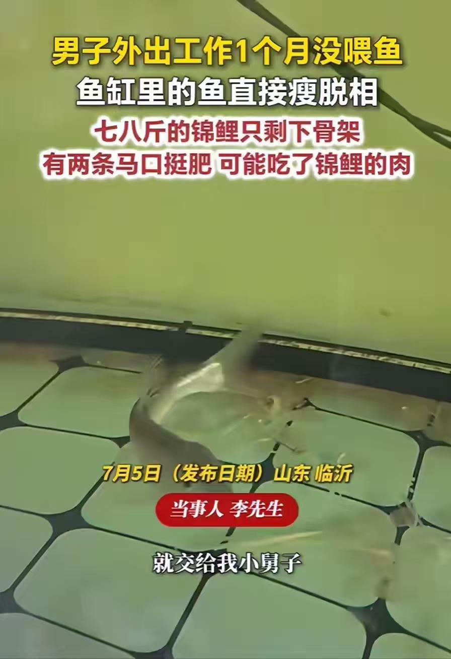 山东临沂，李先生常年在外务工，家里养了一缸品相不错的精品锦鲤，离家前特意把鱼缸托