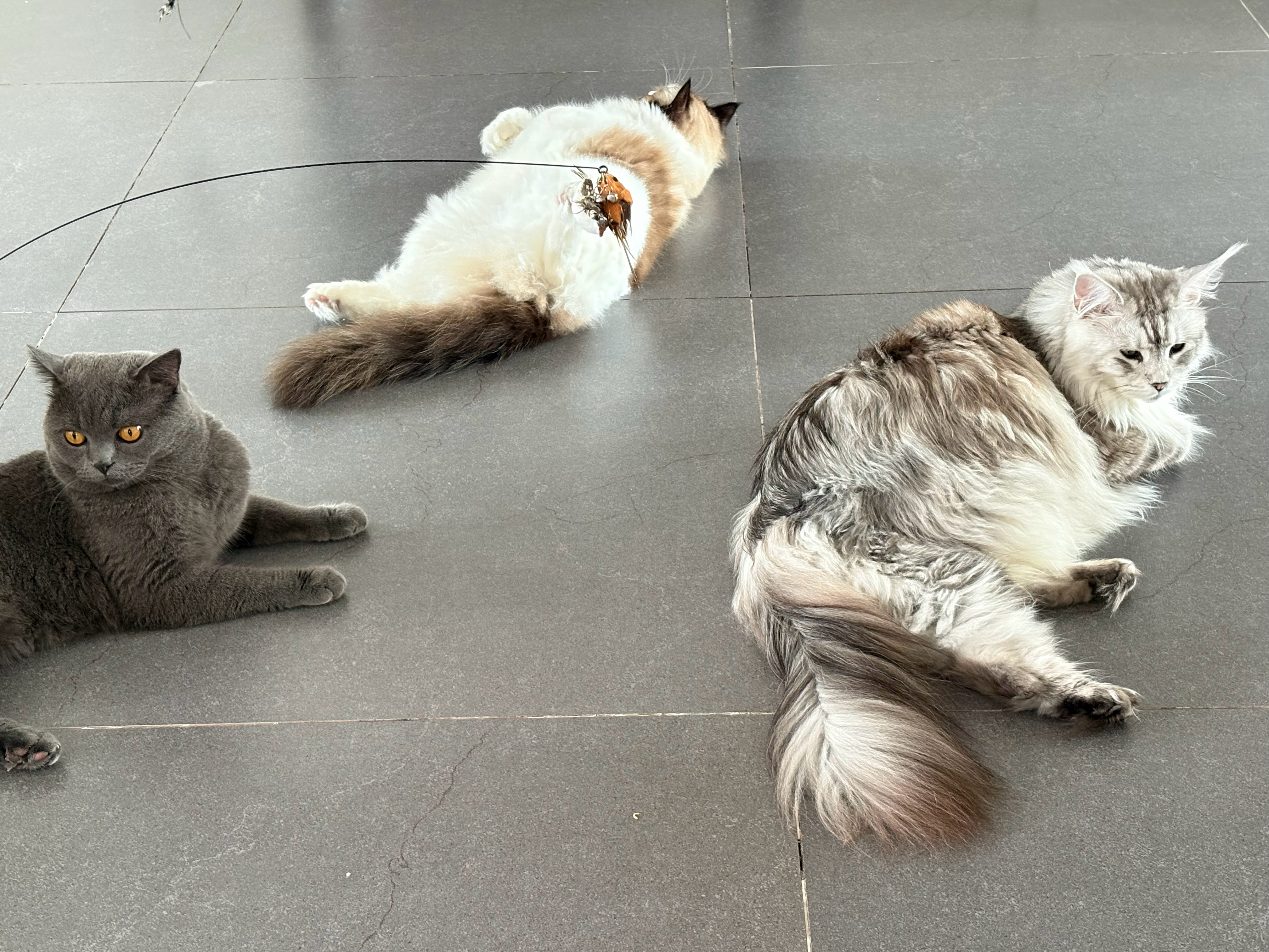 潦草小猫们 