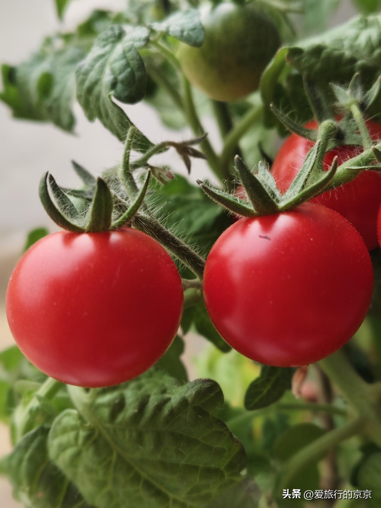 记录我的2026窗外的雪刚刚化完，露出了裸色的大地，屋内栽种的盆栽，却异常红火，