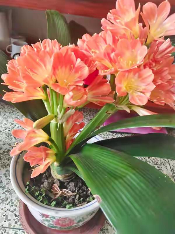 分享一张你拍的花，什么花都行