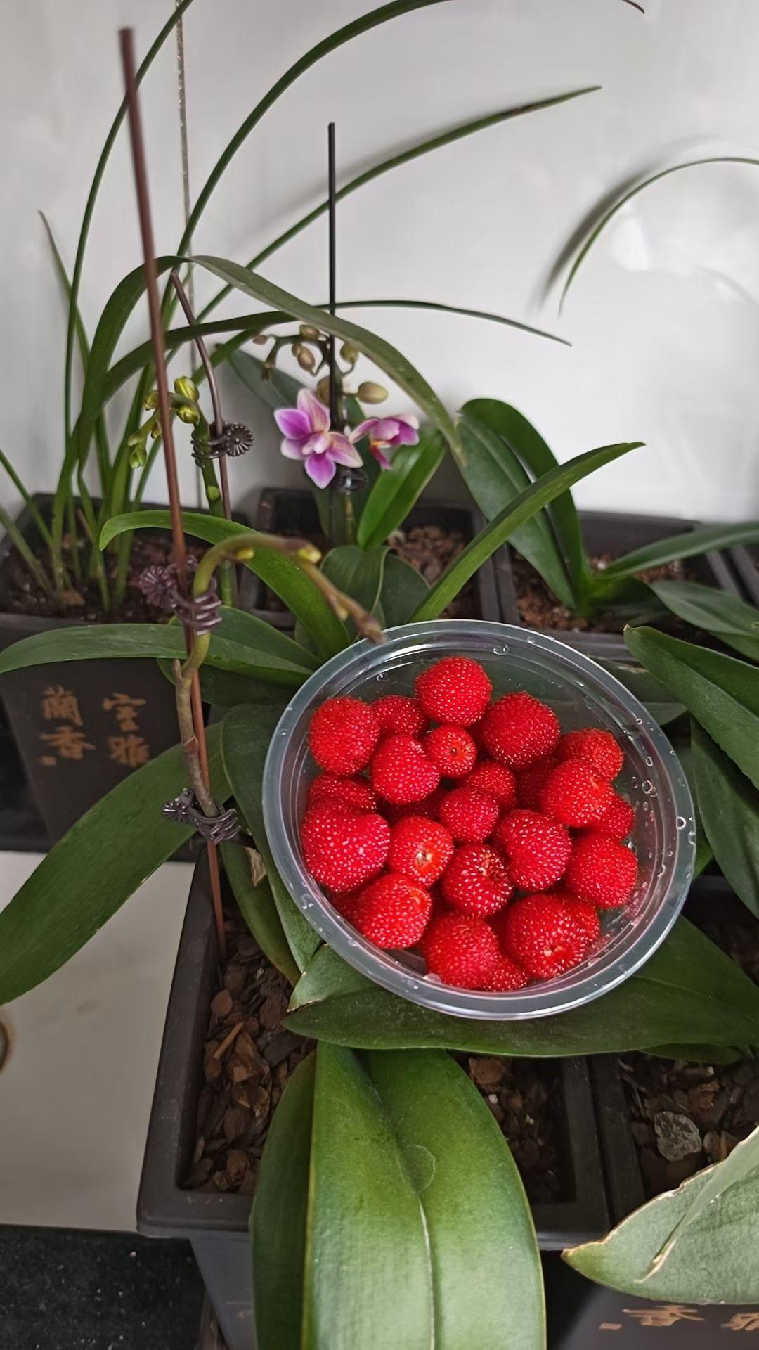 蝴蝶兰开得又艳又精神，叶片油亮发亮