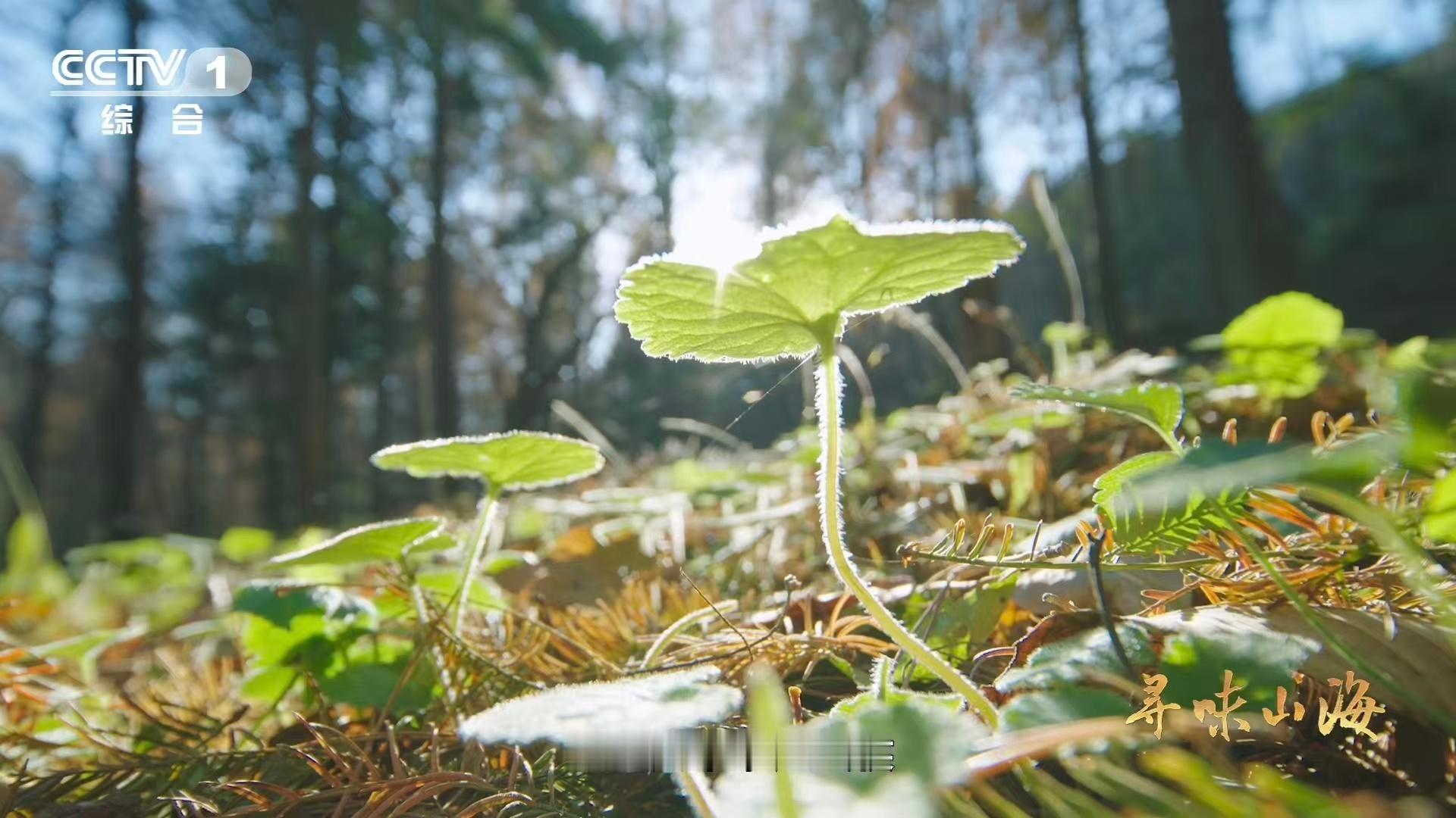 干香菇鲜香菇哪个更好吃 干香菇香如古籍蕴智慧，鲜香菇鲜似新诗溢才情。花菇用两种形