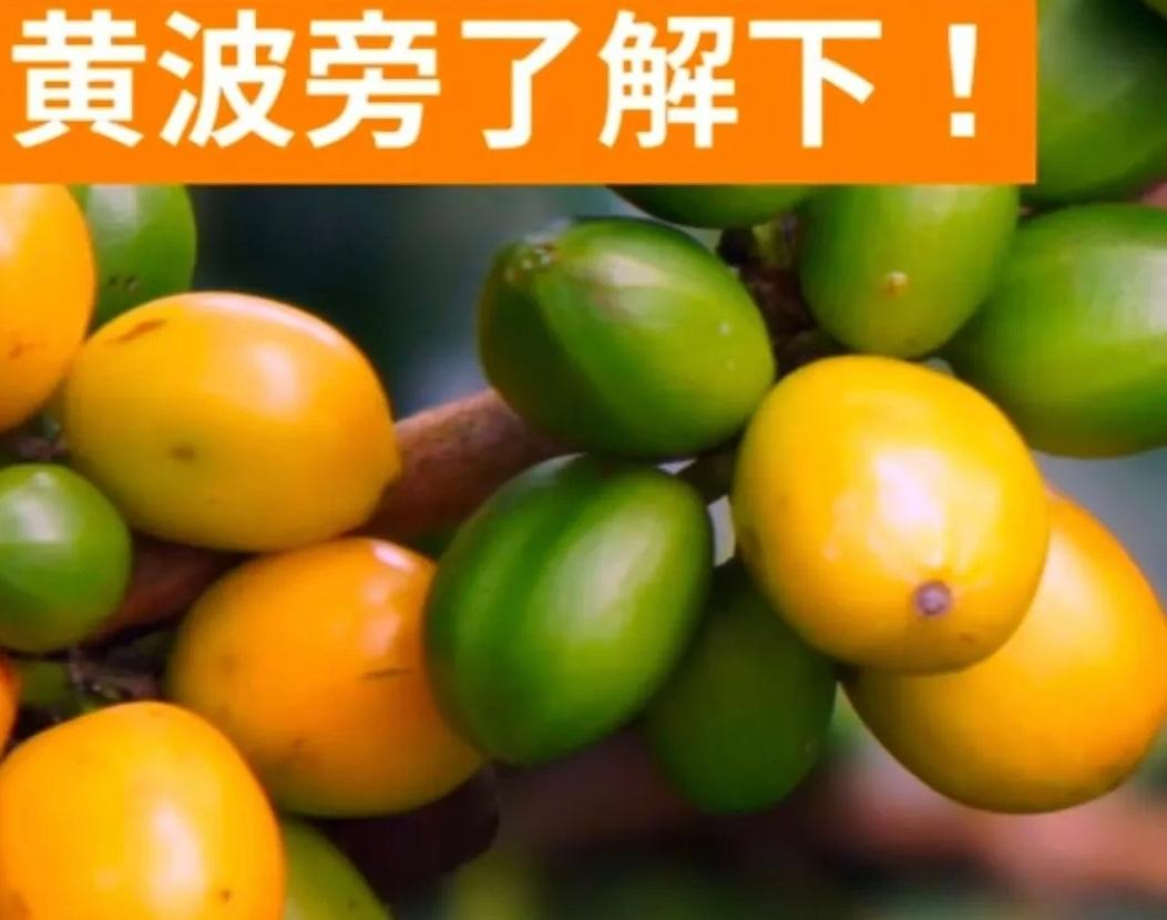 黄波旁咖啡（YellowBourbon）