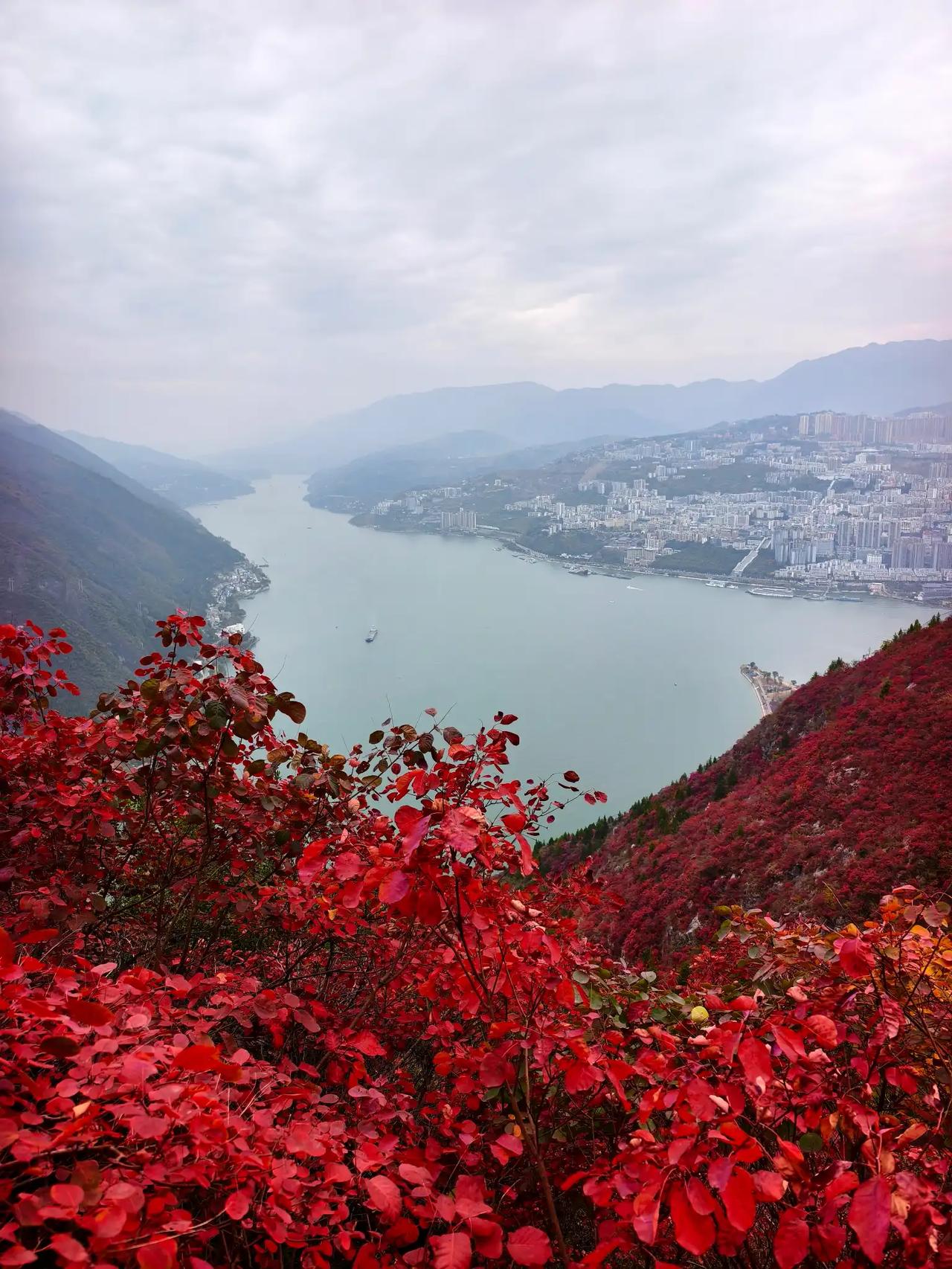 12月初去看三峡红叶确实是绝佳时机！每年11月下旬至12月中旬，是巫山和奉节红叶
