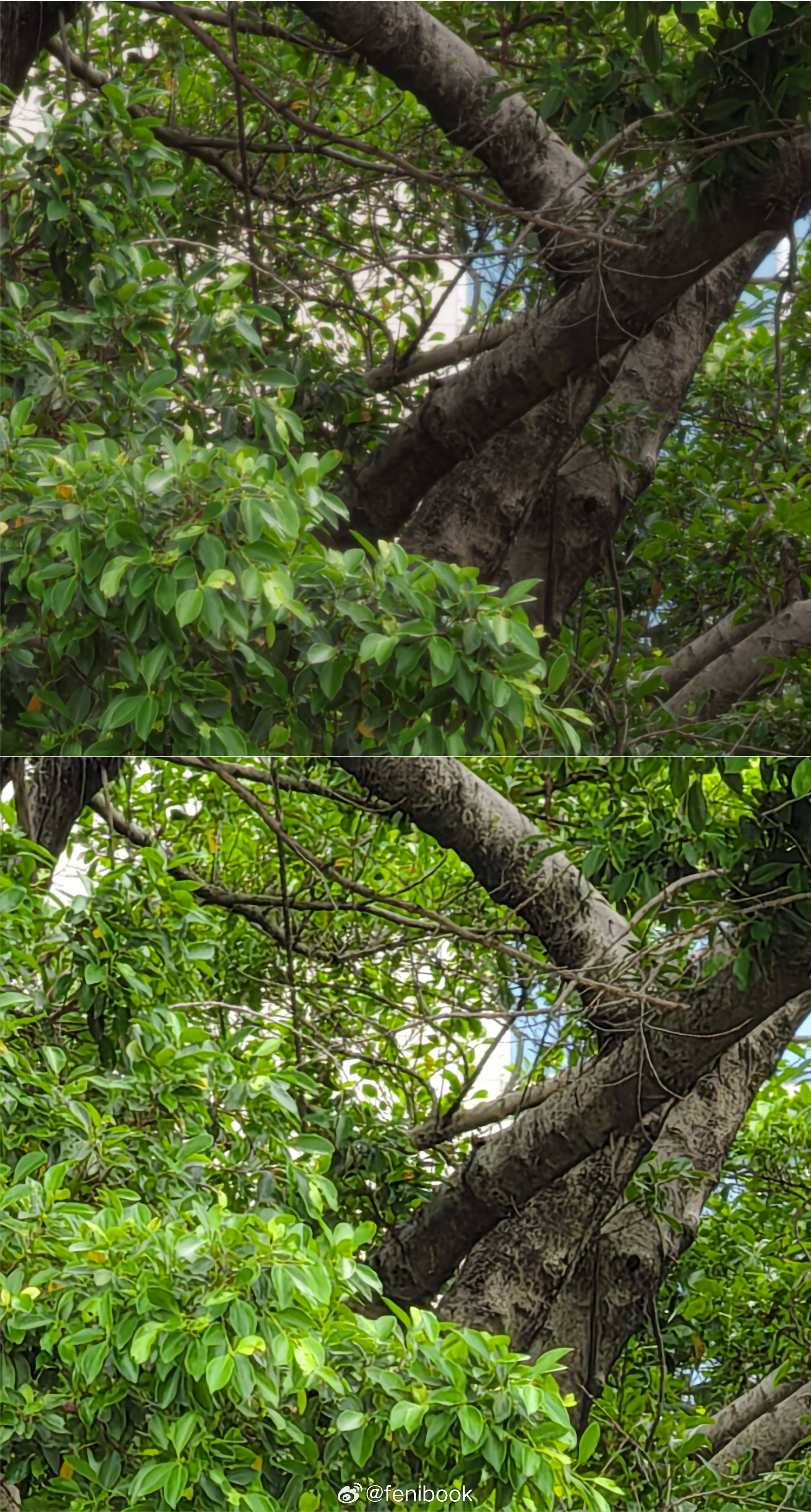 来，2亿长焦对比，你们喜欢哪边？为什么？