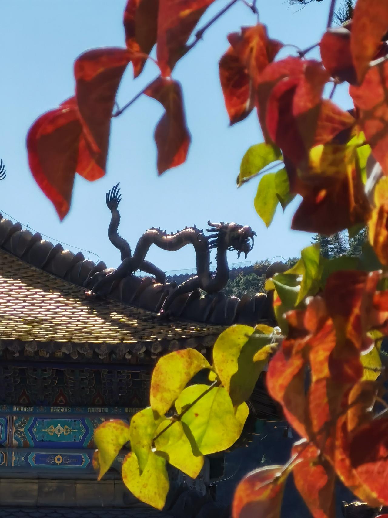透过斑斓秋叶，看三百年前皇家寺庙金龙。

须弥福寿之庙是承德外八庙之一，世界文化