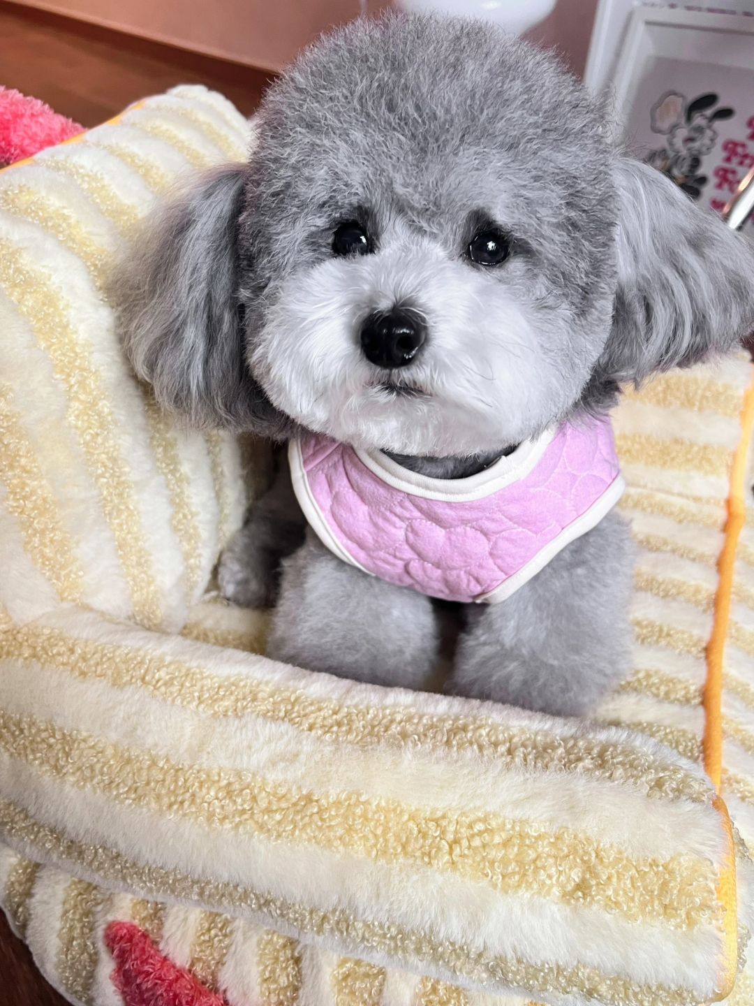 关于养小型犬你必须要知道的事❗️